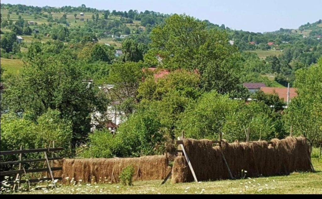 Pensiunea Trei Lalele Мойсей Экстерьер фото